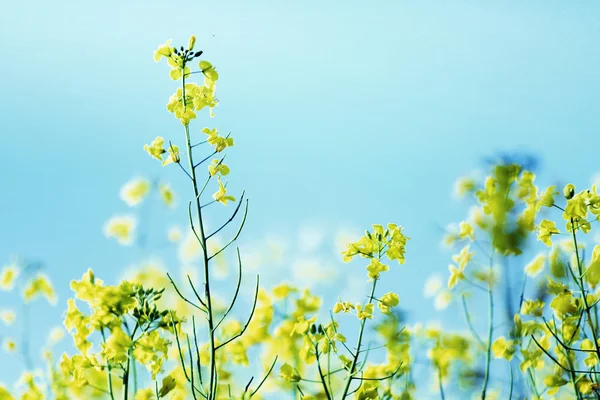 双低油菜籽的照片提出领域 — 图库照片