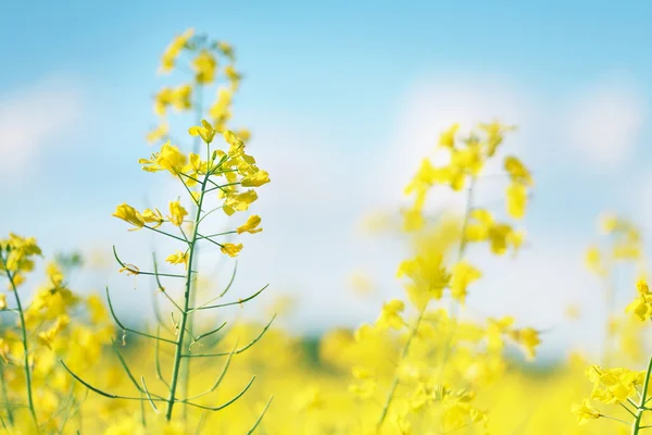 Foto de flor de canola y campo amarillo — Foto de Stock