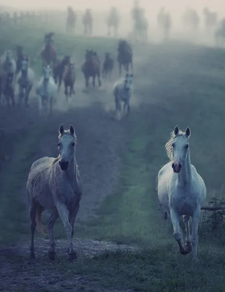 Wilde paarden die via het pad naar rular — Stockfoto