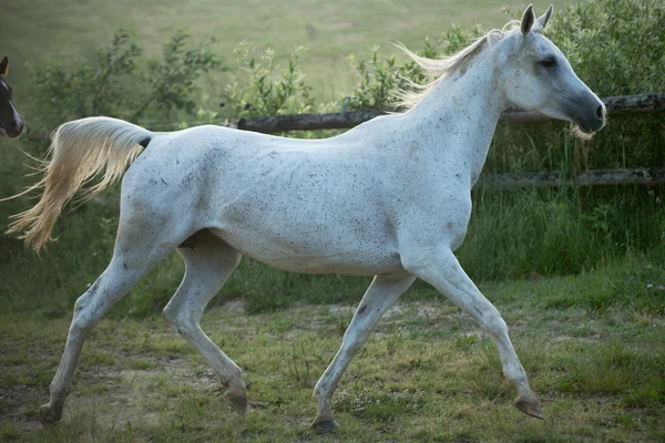 Fine shoot of spotted white steed — Stock Photo, Image