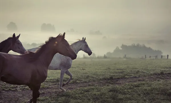 Gran escena de caballos corriendo —  Fotos de Stock