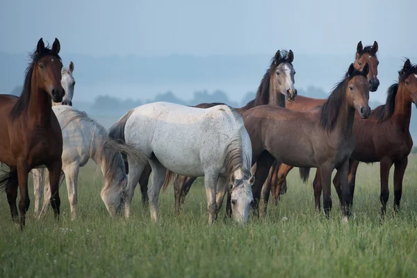 Stado koni na łące — Zdjęcie stockowe