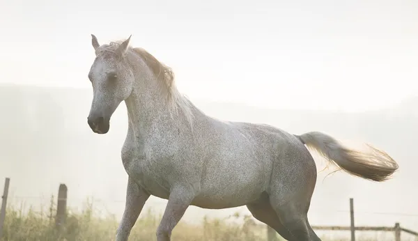 Caballo blanco y fuerte en libertad — Foto de Stock