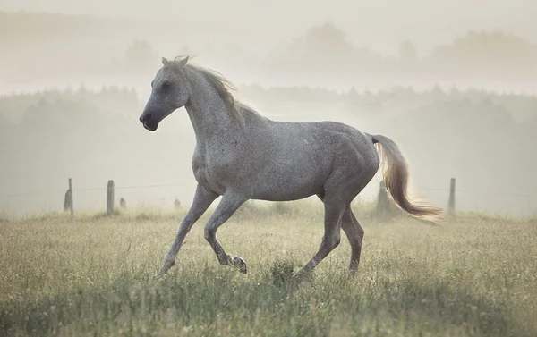 Spotted white horse running through the meadow Stock Photo by ©konradbak  27754083