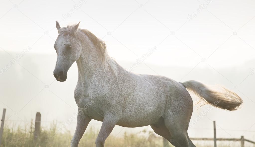 White, strong horse on freedom
