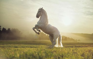 görkemli Kraliyet beyaz atının fotoğrafı