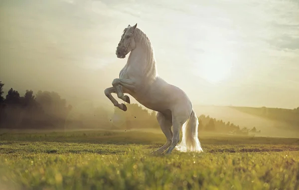 Photo majestueux du royal white horse宏伟的皇家白马照片 — 图库照片