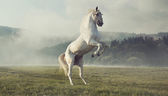 erős fehér ló az őszi réten