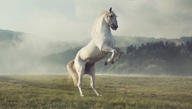 Strong white horse on the autumn meadow clipart