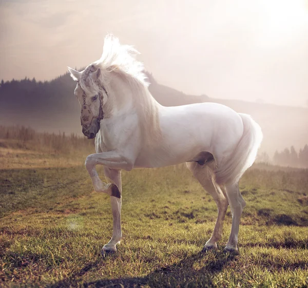 Imagen de majestuoso caballo blanco — Foto de Stock