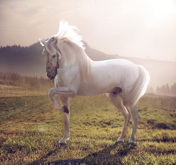 Picture of majestic white horse