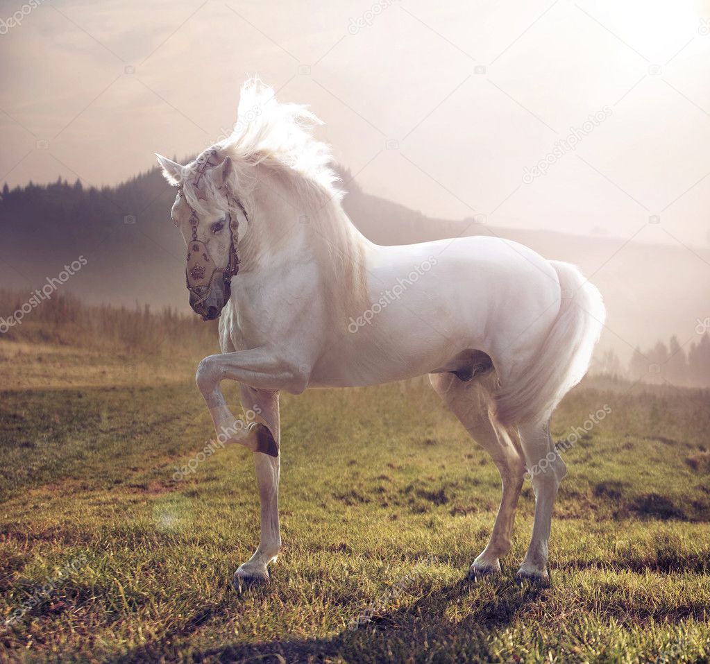 Picture of majestic white horse