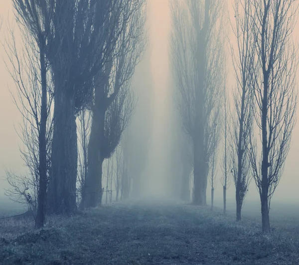 Matin forêt d'automne — Photo