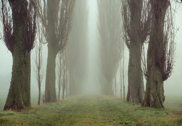 Image étonnante d'arbres anciens — Photo