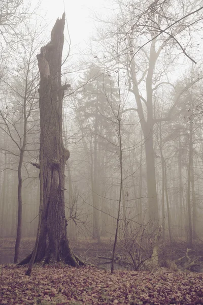 秋の日の古い壊れた木 — ストック写真