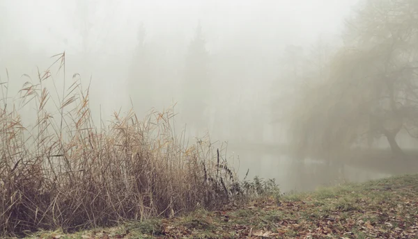 Туманное утро над неподвижным озером — стоковое фото