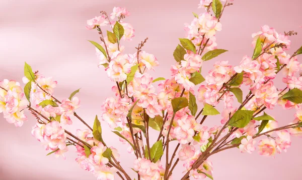 Spring background with pink flowers — Stock Photo, Image