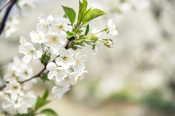 Тепла весна в яблучному саду — стокове фото