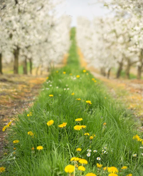 Belle nature dans le verger de cerisiers — Photo