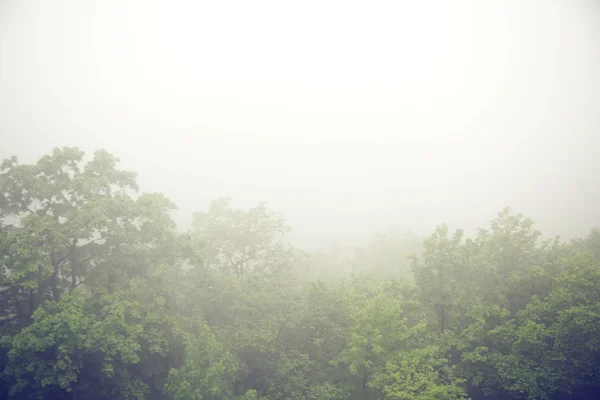 Mistige ochtend boven het forest — Stockfoto