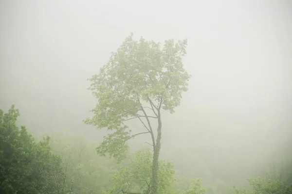 Zdjęcie przedstawiające drzewa fogg Obrazek Stockowy