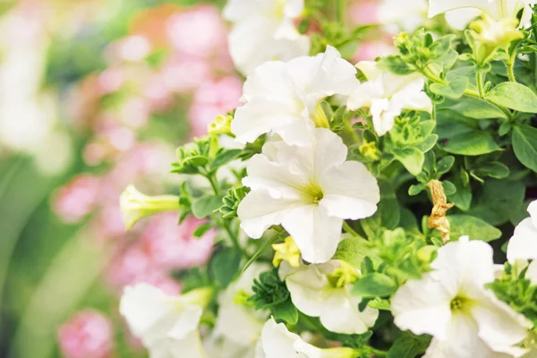 Flourish white flowers in the summer garden — Stock Photo, Image