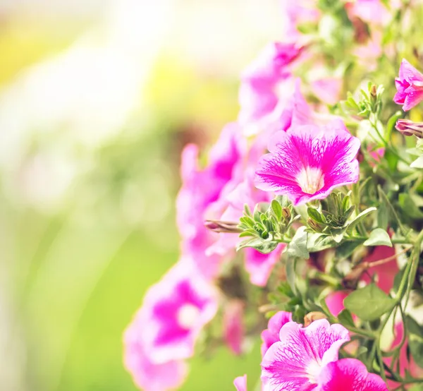 Flores coloridas no pomar perfumado — Fotografia de Stock