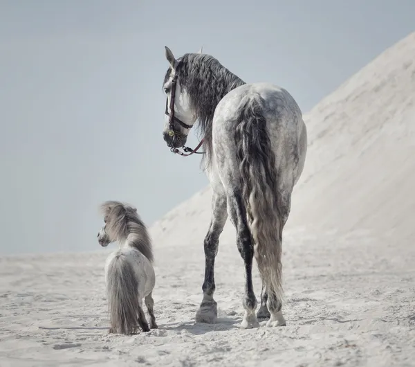 Gran tiro de los dos caballos — Foto de Stock