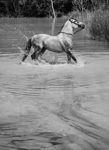 Beautiful horse galloping in the pool — Stock Photo, Image