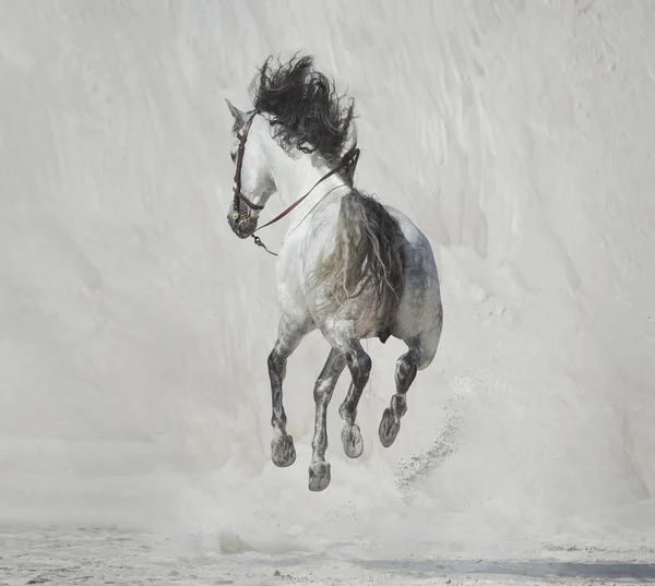 Foto apresentando o cavalo galopante — Fotografia de Stock