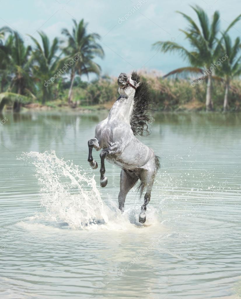 White horse jumping in the pond — Stock Photo © konradbak 49052477