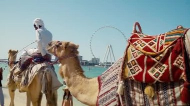 Dubai Marina sahilinde deve yürüyüşü yapan bir Arap..