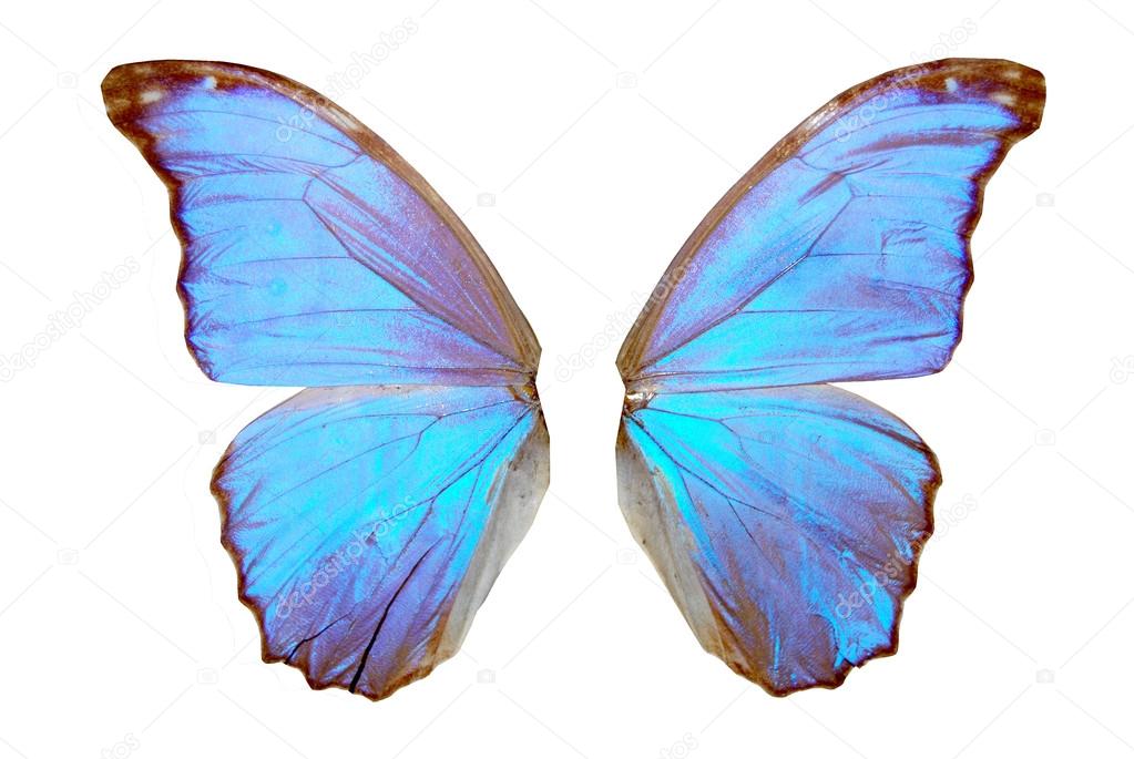 Blue butterfly wing Stock Photo by ©galadon 20036543