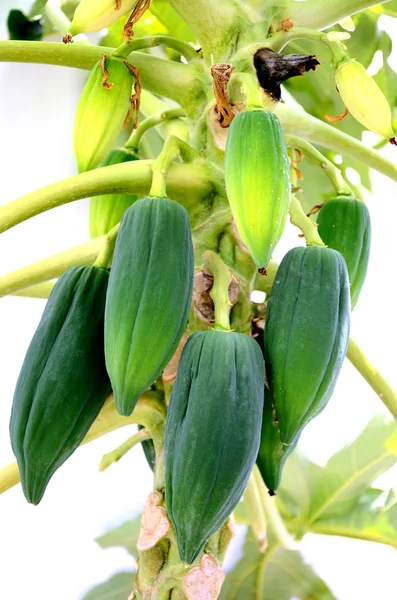 Groene papaja vruchten — Stockfoto