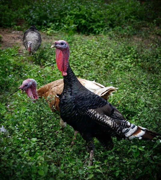 Турция в зеленом поле — стоковое фото