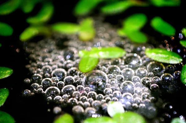 Bubbles on water surface — Stock Photo, Image