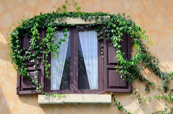 Ventana de madera con hiedra — Foto de Stock