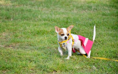 Köpek Yürüyüşü