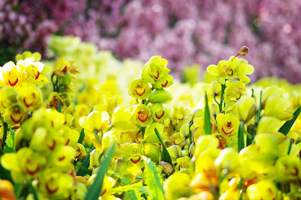 Güzel orkide — Stok fotoğraf