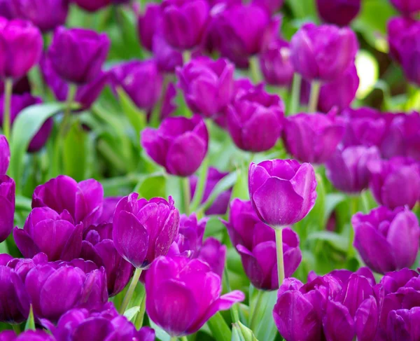 Tulipano colorato — Foto Stock