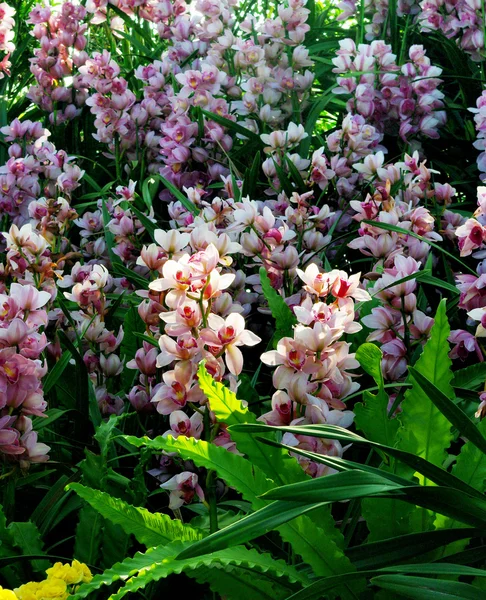 Belle orchidée dans le jardin — Photo