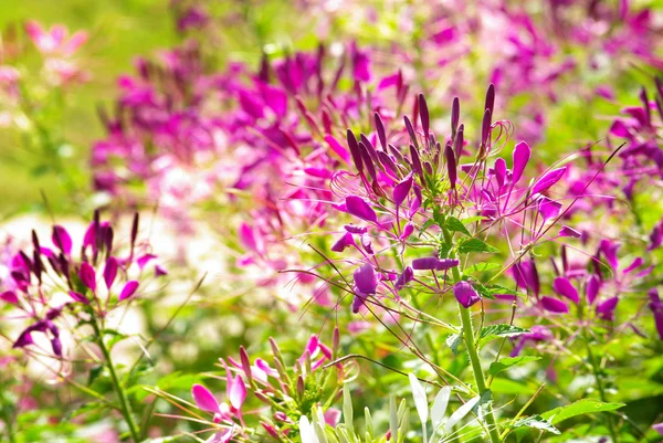 Flor violeta en jardín — Foto de Stock