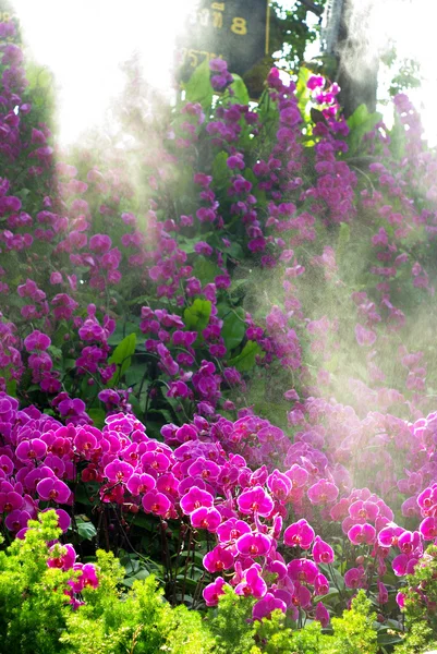 Linda orquídea con niebla en el jardín — Foto de Stock