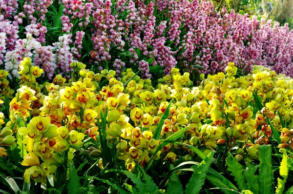 Orquídea agradável — Fotografia de Stock