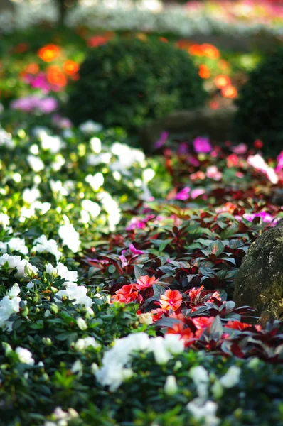 素敵な花の庭 — ストック写真