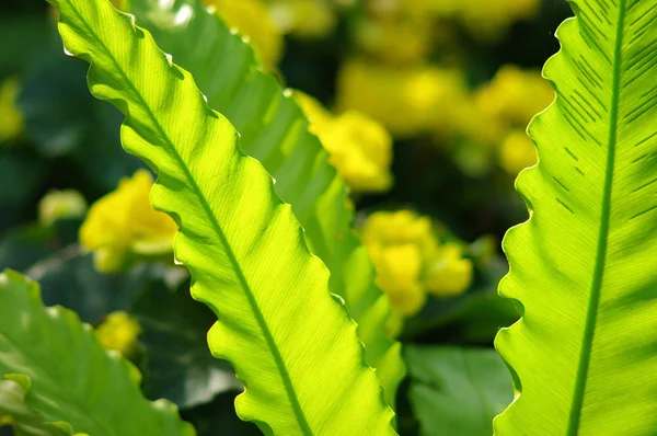 Nice fern leaf — Stock Photo, Image