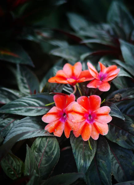 Bel fiore in giardino — Foto Stock
