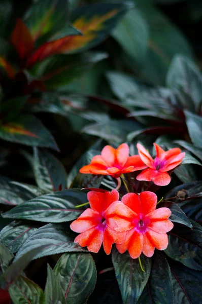 素敵な花の庭 — ストック写真