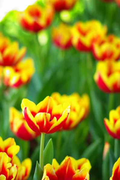 Jardín de tulipán —  Fotos de Stock