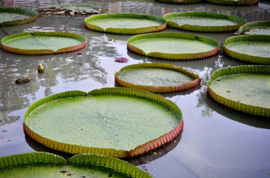 Lotus Bataklığı'büyük yaprak